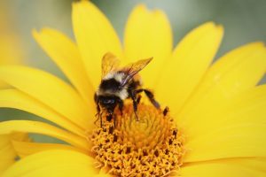 summer-yellow-flower-bee